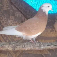 اول بخون|پرنده|صوفیان, |دیوار