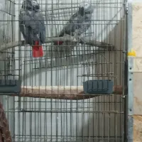 کاسکو دم قرمز جفت