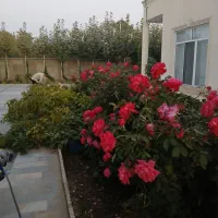 چوب بری وهرس کاری|خدمات باغبانی و درختکاری|چهارباغ, |دیوار