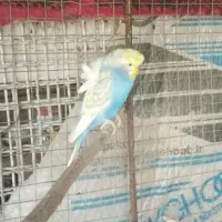 مرغ عشق پروانه‌ای|پرنده|دوگنبدان, |دیوار