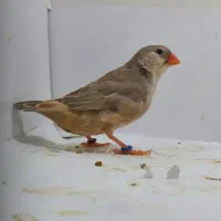 فنچ فول اورنج خالص ماده|پرنده|هشتگرد, هشتگرد قدیم|دیوار