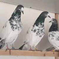 کبوتر ساعت سنگین