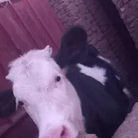 فروش گوساله ماده سیمینتال