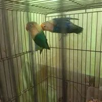 طوطی گرینچیک وبرزیلی|پرنده|آبپخش, |دیوار