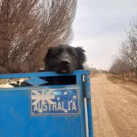 سگ قدیرجونی اصل