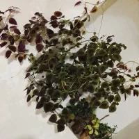 گل پر شاخه عالی بفروش میرسد