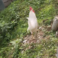 نگهداری خروس