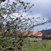 42000هزارمتر باغی مسکونی استخر گیلان|فروش خانه و ویلا|احمدسرگوراب, |دیوار