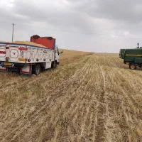 خریدار کاه ویونجه