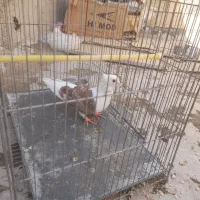 طوقی ...دوکت