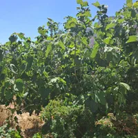 فروش یامعاوضه خانه باغ