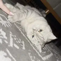 واگذاری گربه