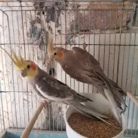 عروس هلندی لوتینو ومرغ عشق انگلیسی|پرنده|قم, هنرستان|دیوار