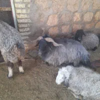 قوچ برزی سوز ملحه|حیوانات مزرعه|فسا, |دیوار