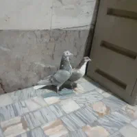 نرو ماده پلاس وجوجه