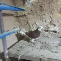 کفتر خوب|پرنده|ساروق, |دیوار