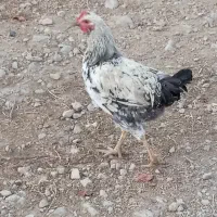 فروش 7عدد خروس محلی سالم|حیوانات مزرعه|بیستون, |دیوار