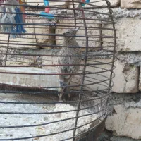 سهره ـ خاکی