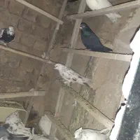 کفتر|پرنده|قم, شهر قائم|دیوار