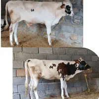 گوساله