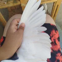 سه عدد طوقی سبز ابی|پرنده|قم, هفت تیر|دیوار