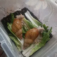 حلزون جفت بالغ