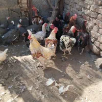 خروس|حیوانات مزرعه|بسطام, |دیوار