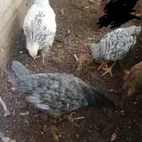 جوجه نژاددار