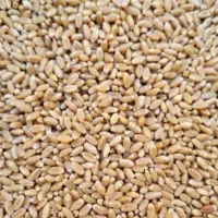 دانه سرا و ملزومات پرندگان آذر|لوازم جانبی حیوانات|میناب, |دیوار