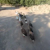 ۱۴عدد غاز و دورگه قوغاز