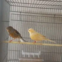 یک جفت قناری|پرنده|قلعه نو, |دیوار