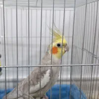 عروس هلندی