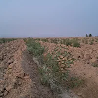نیازمند کارگر خانواده