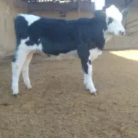 گوساله سیمینتال ماده|حیوانات مزرعه|بجنورد, |دیوار