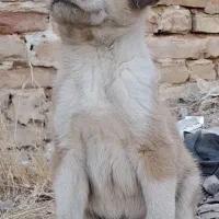 واگذاری سگ نگهبان|سگ|تهران, ارم|دیوار