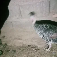 چند عدد بوقلمون سالم