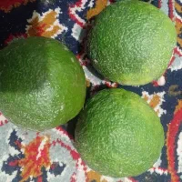 نارنج و آب نارنج بهشهر درشت و آبدار|حراج|بهشهر, |دیوار