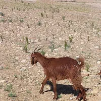 بز جوان