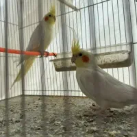 عروس لوتینو جفت