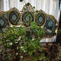 گل پیچک سوئدی و گل اشرفی|گل و گیاه طبیعی|شاهین‌شهر, شهرک سایت|دیوار