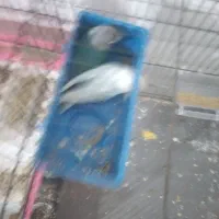 طوطی برزیلی|پرنده|هشتگرد, شهرک ریحانه|دیوار