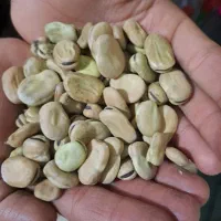 باقلا|گل و گیاه طبیعی|کرمانشاه, |دیوار