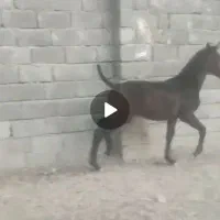 کره اسب نریان شجره دار|اسب و تجهیزات اسب‌سواری|کرمانشاه, |دیوار