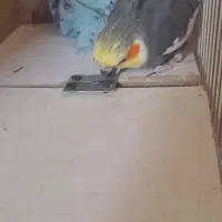 یک جفت عروس هلندی|پرنده|نیشابور, شهرک اندیشه|دیوار