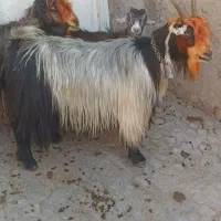 2راس بز ترکی آبستن سالاری