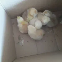 جوجه برهما لایت و قهوه ایی اصل وارداتی