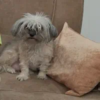 سگ حمایتی گم شده