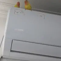 طوطی برزیلی