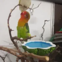 میناو کوتوله