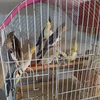 عروس هلندی جوجه وبالغ|پرنده|رشت, شهرک صبا|دیوار